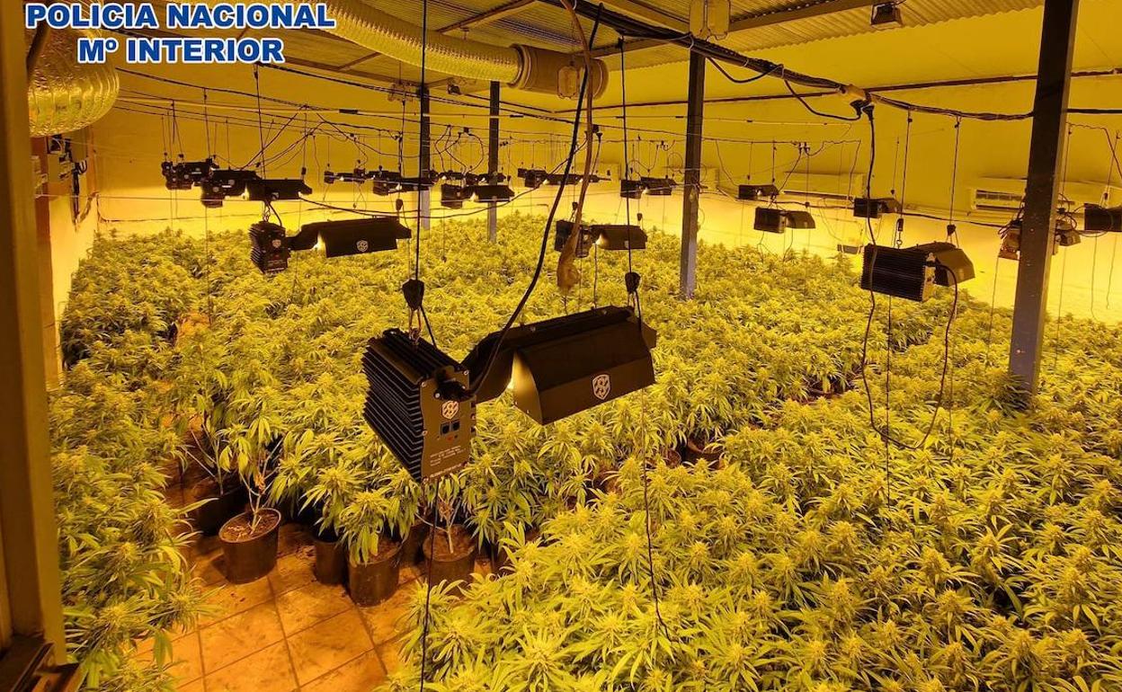 Droga en Almería: Desmantelan en Almería una importante organización dedicada al cultivo de marihuana