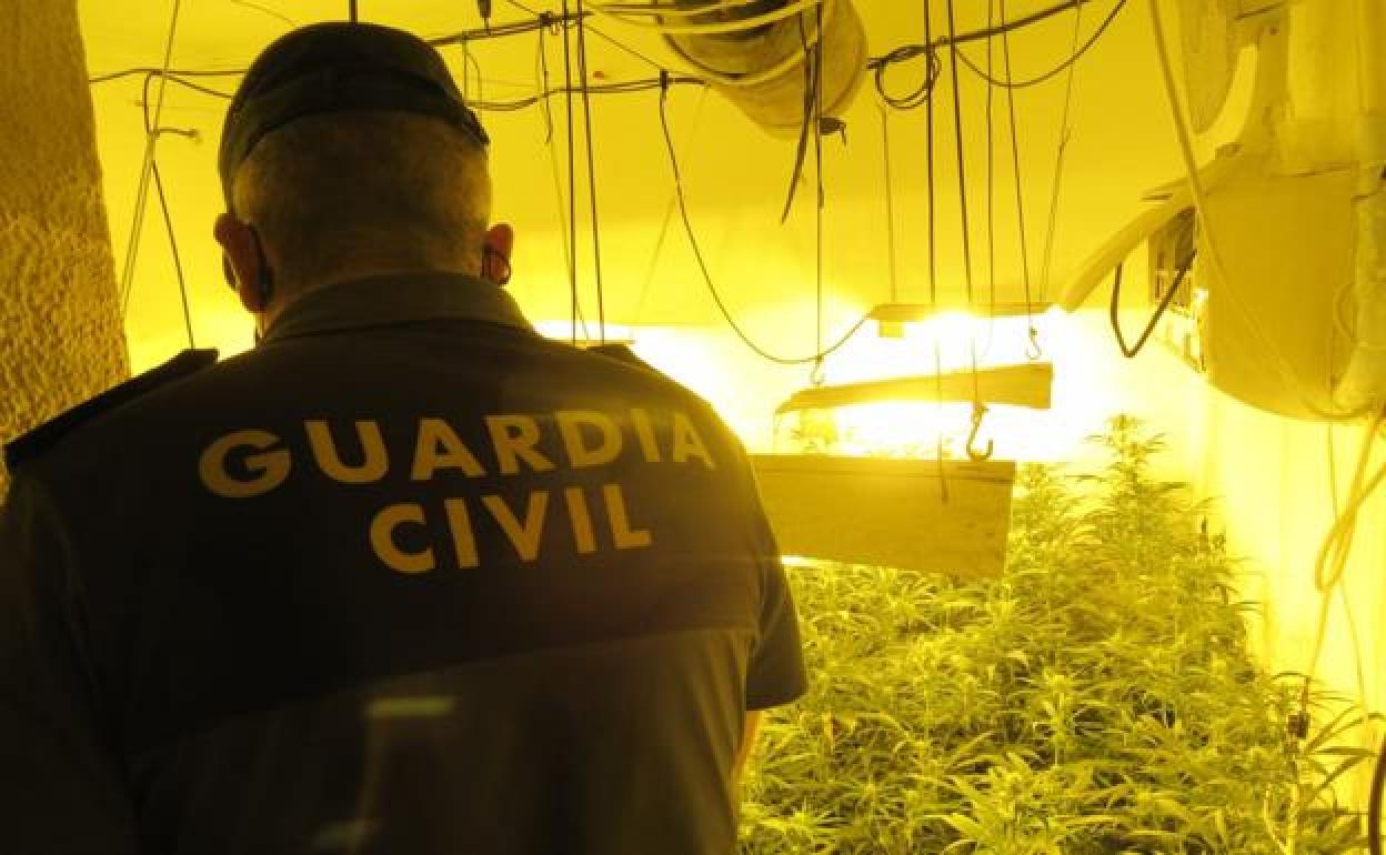 Marihuana incautada en Santa Fe la semana pasada. 