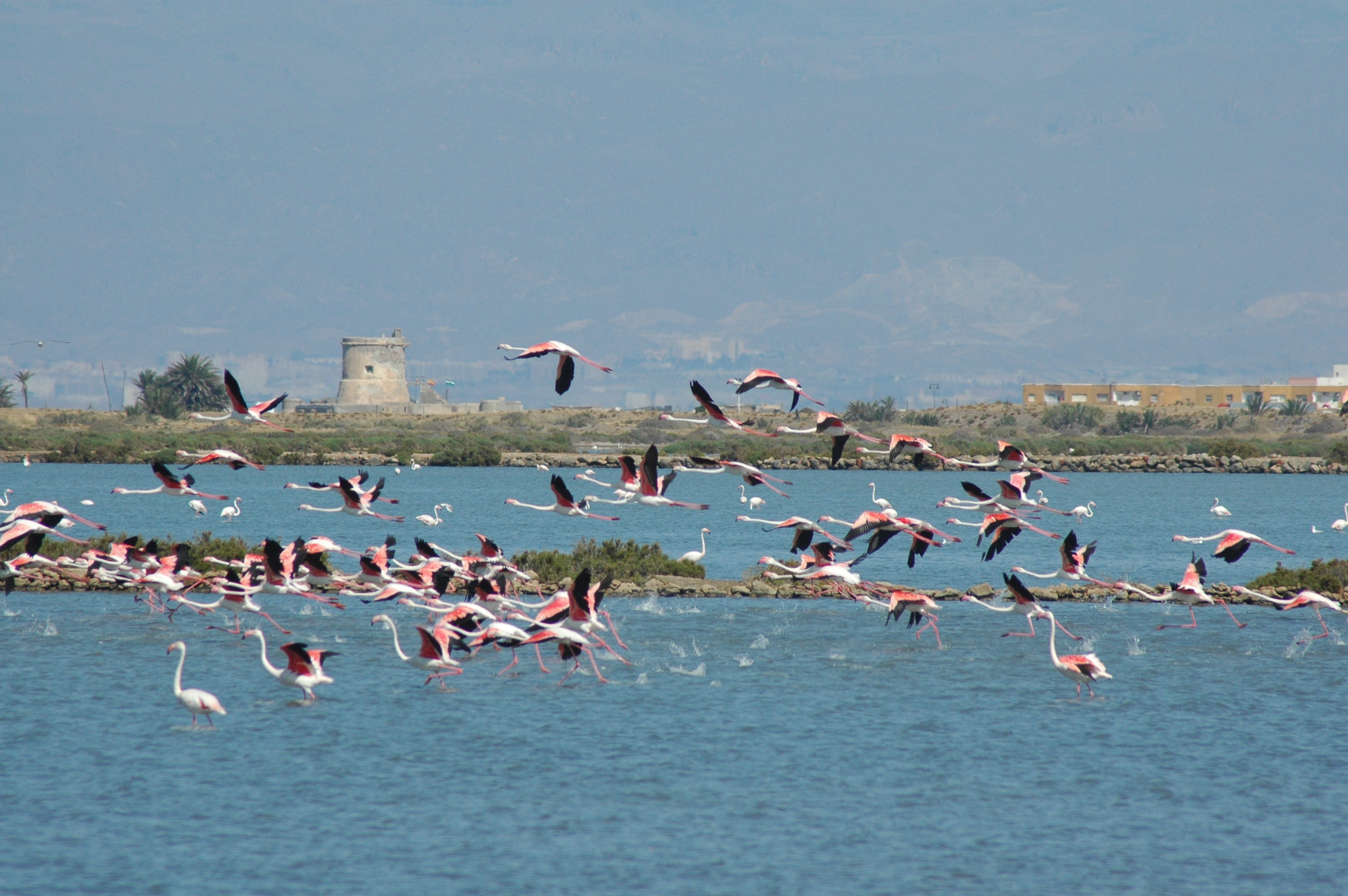 Flamencos rosados en las Salinas de Cabo de Gata. 
