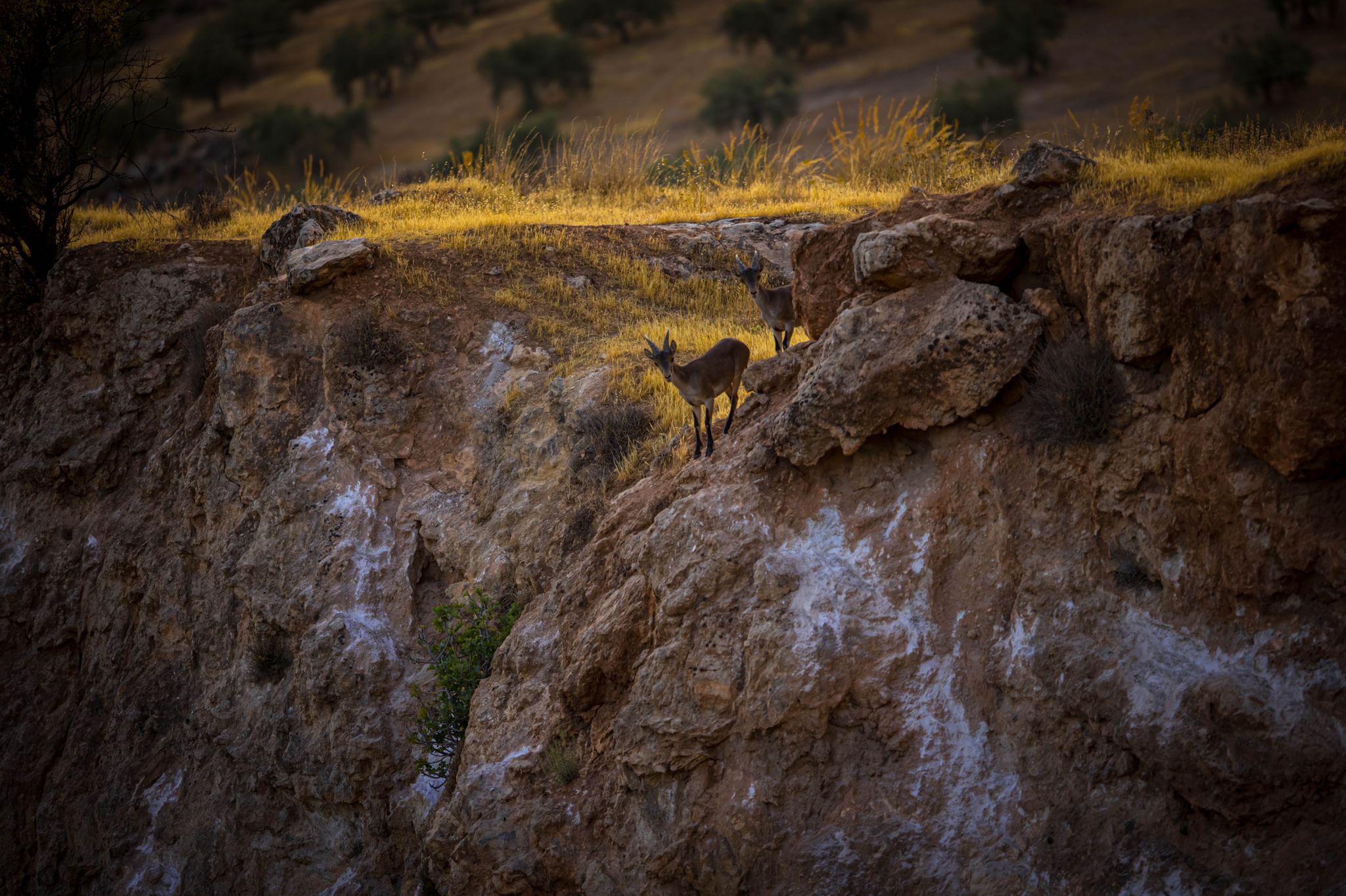 El fuego avanza por el área metropolitana de Granada.