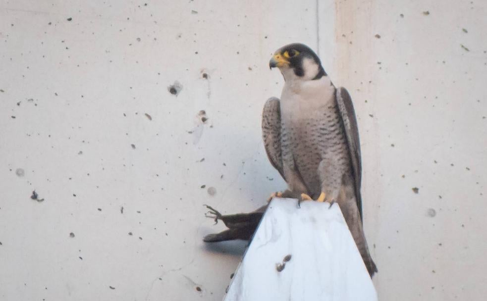 Zaidín otea el horizonte desde una de las fachadas del Centro Cultural CajaGranada. 