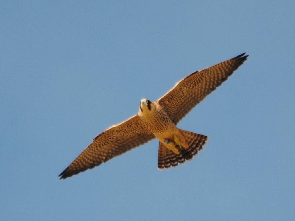 Zaidín volando este verano sobre los cielos de Granada. 