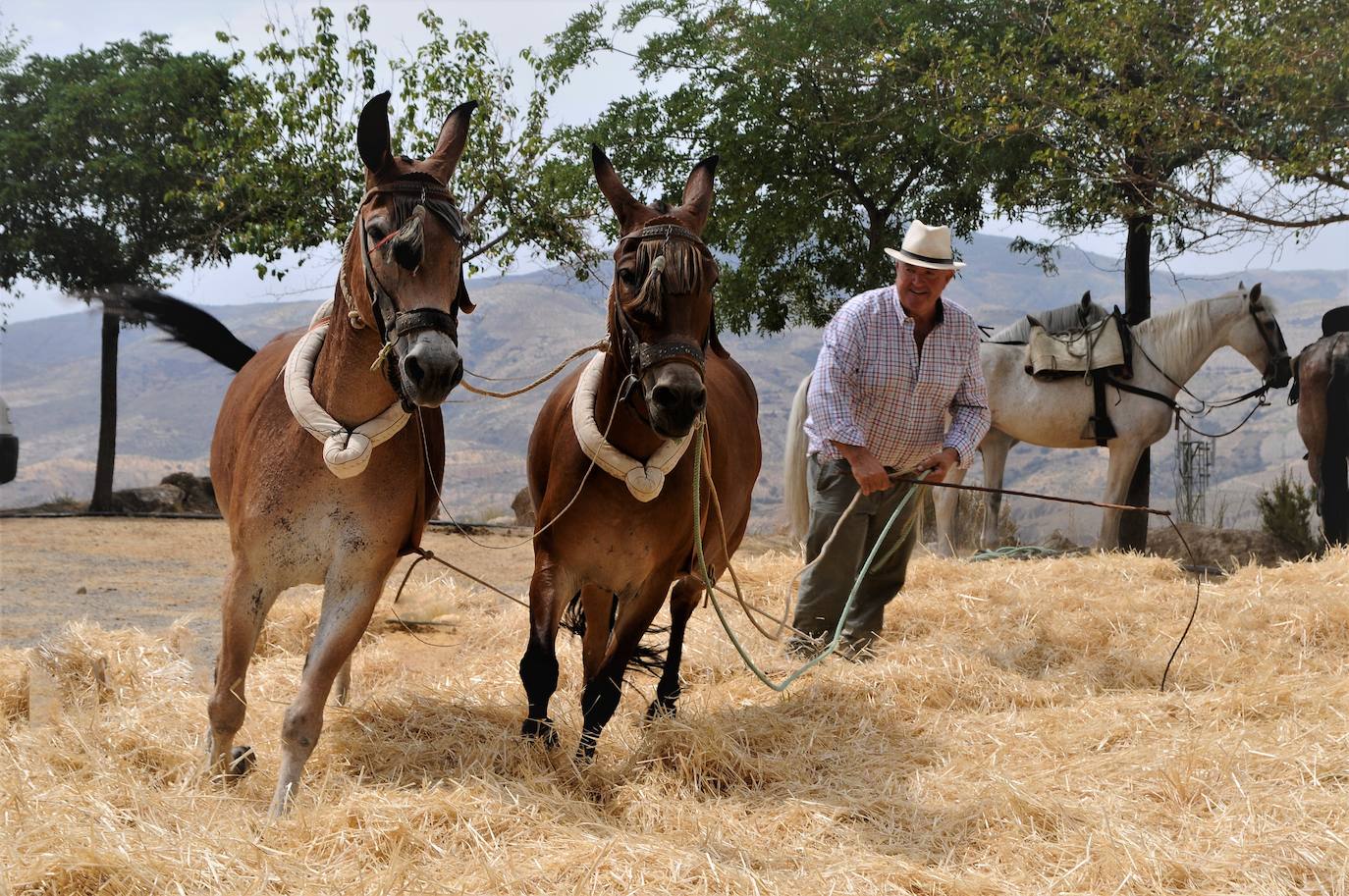 Los mulos tiran del trillo en la Fiesta de la Parva, en Alpujarra de la Sierra.