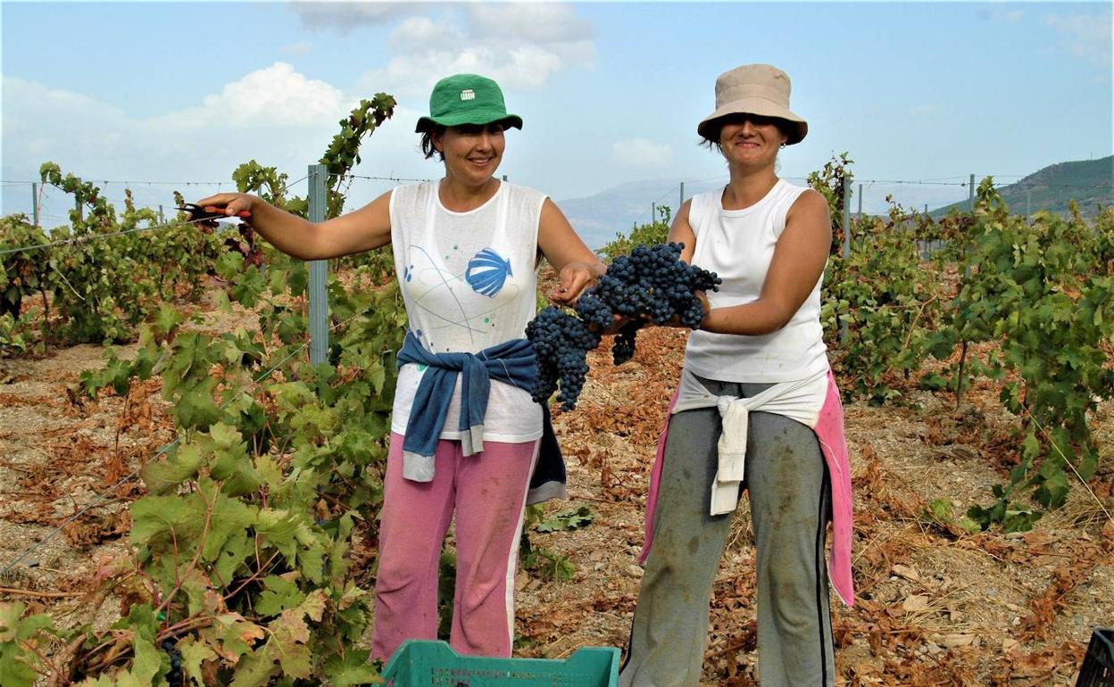 Las altas temperaturas provocan el adelanto de la vendimia en la Sierra de la Contraviesa