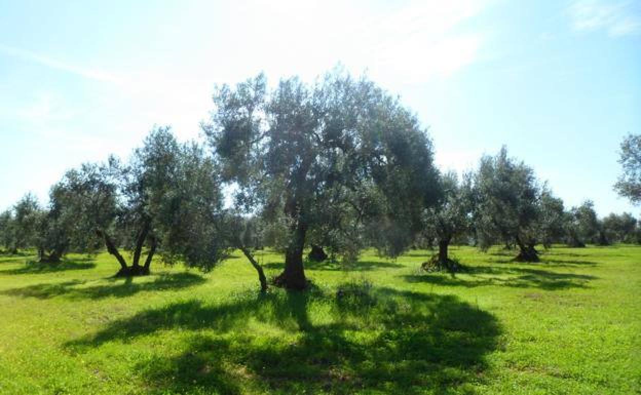 El olivar ecológico, con cubierta vegetal y sin uso de productos químicos, es más sostenible y respetuoso con el medio ambiente pero su producción es inferior. 