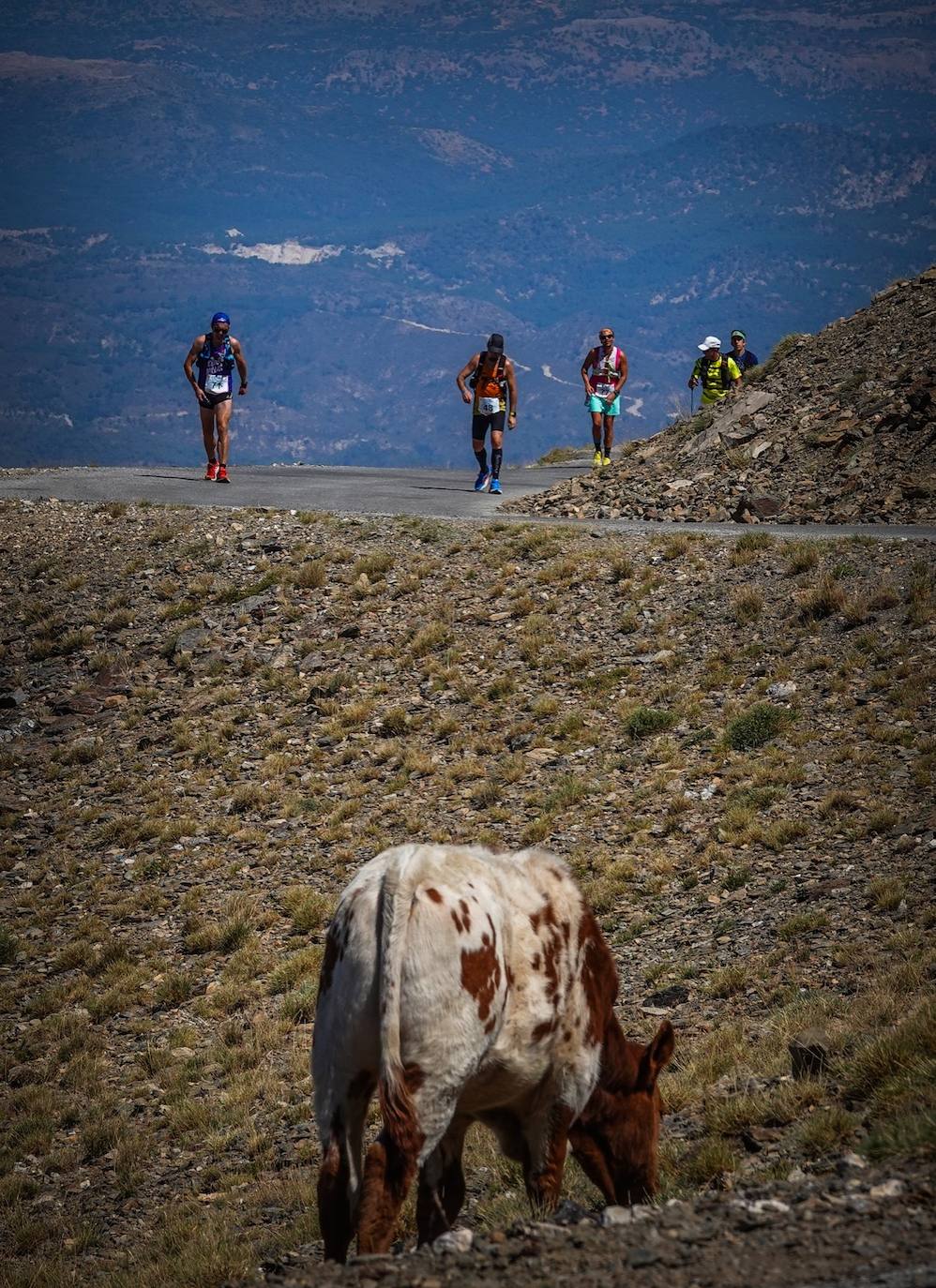 La 38 edición de la Subida Internacional Pico Veleta se ha celebrado este domingo.