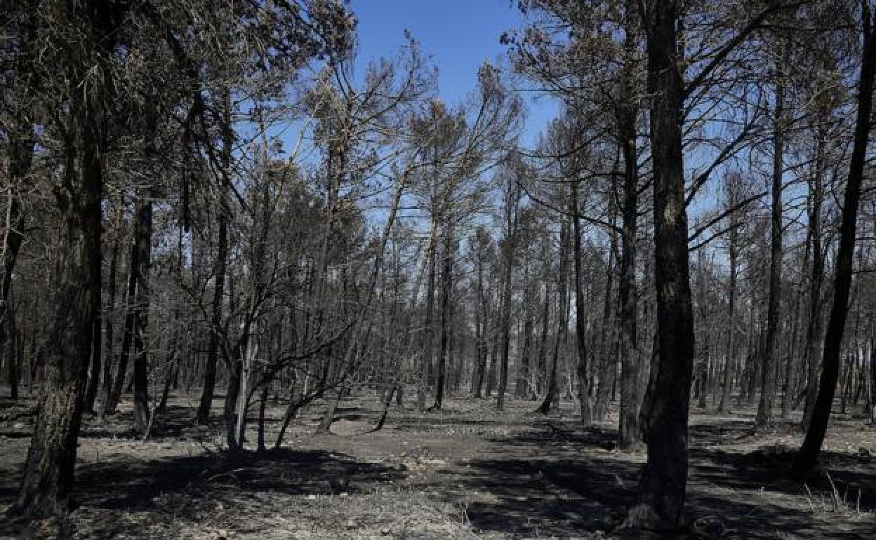 Paisaje quemado por las llamas del incendio de Bejís. 