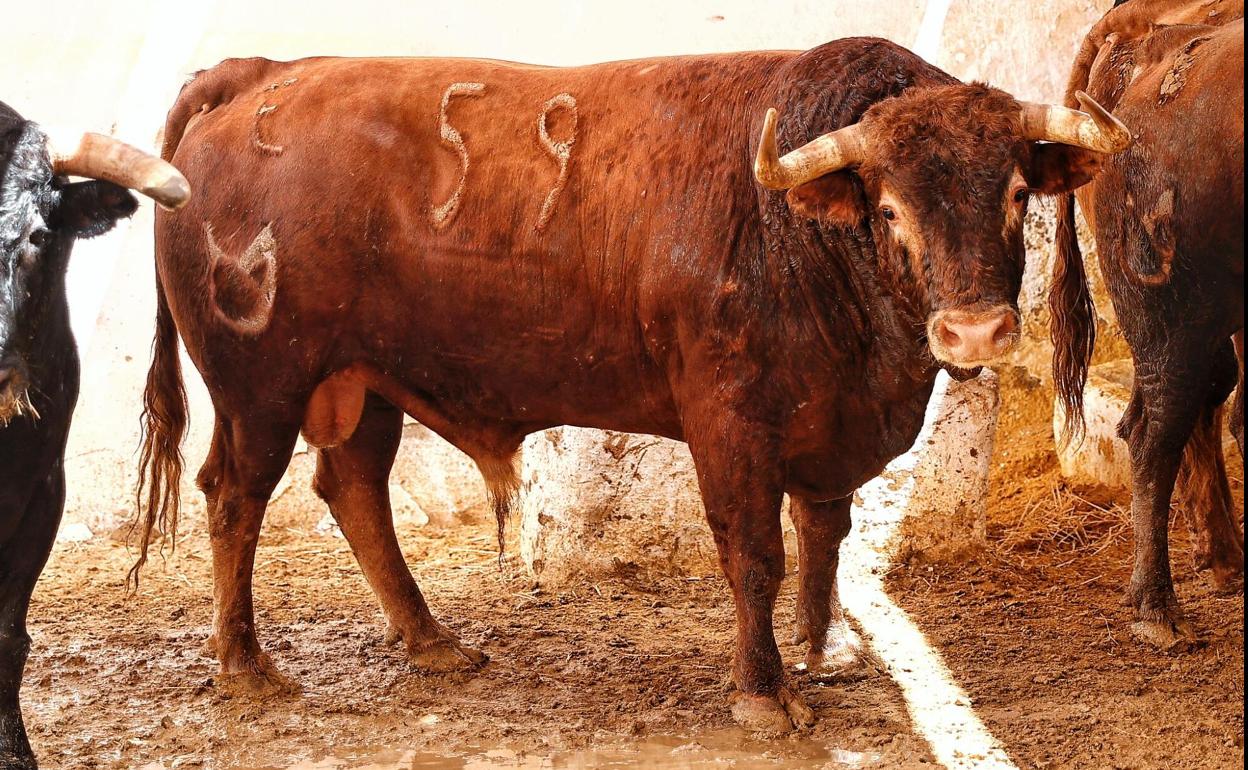 'Aguilito' en los corrales de la plaza de toros de Almería.