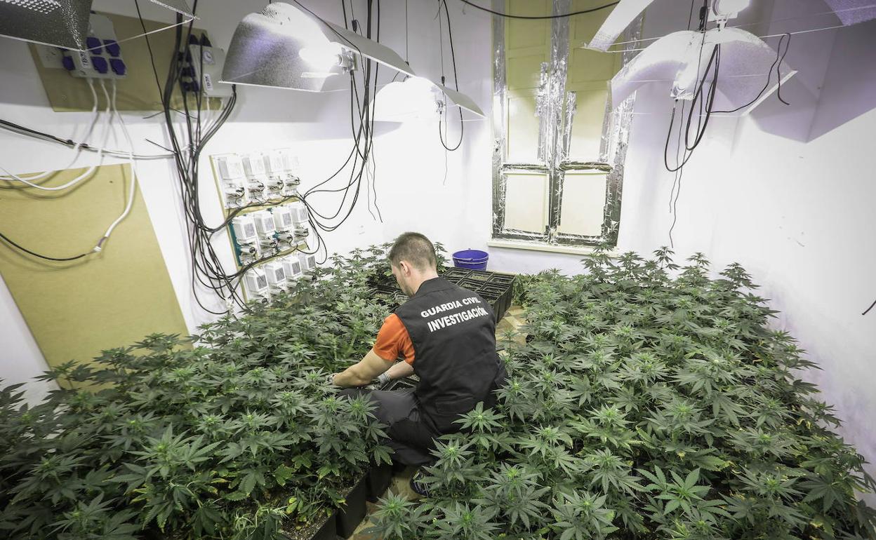 Plantas descubiertas en un cultivo de interior en Santa Fe. 