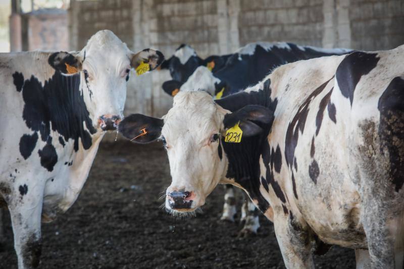 Vacas lecheras en una explotación de la cooperativa Alba Ganaderos de Granada. 