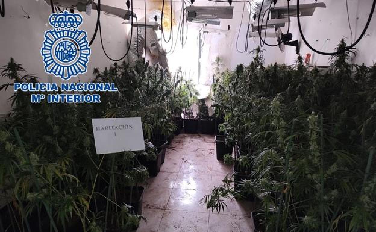 Marihuana descubierta.en un operativo en la Zona Norte de Granada