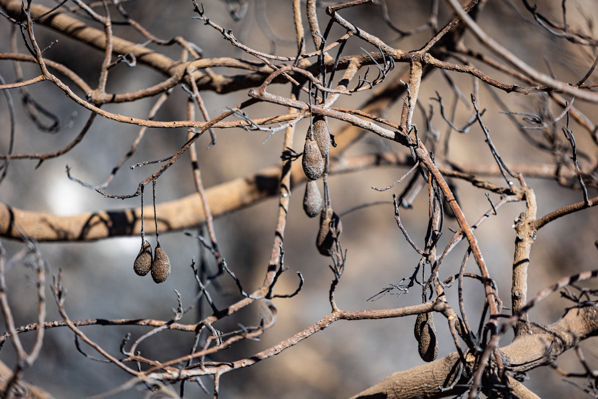Así se encuentra la zona afectada por las llamas entre Los Guájares y Albuñuelas.