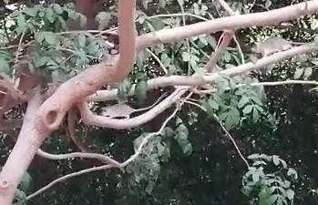 Captura de vídeo en el que se ve un roedor trepando por un árbol del parque del Generalife, ayer. 