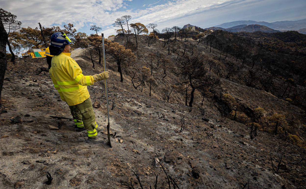 Un operario del Infoca trabaja sobre una de las zonas calcinadas en este incendio. 