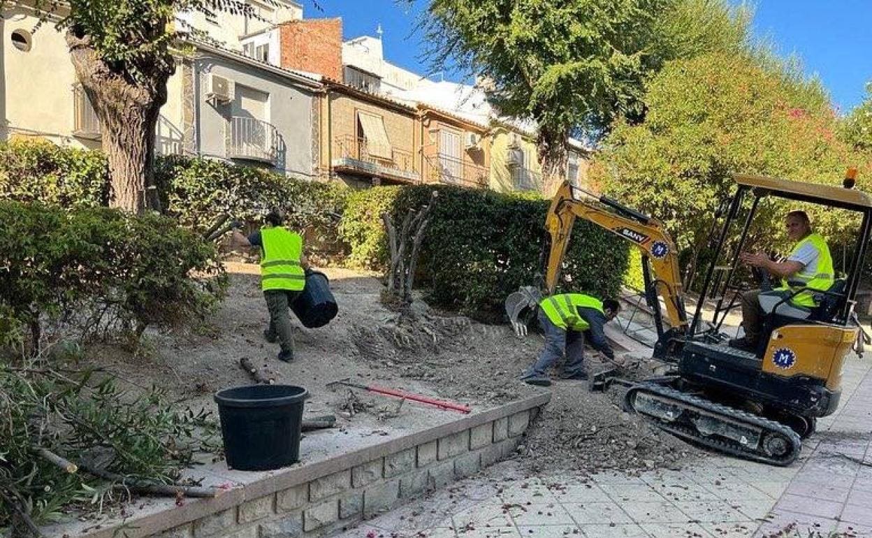 Retirada de las plantas y arbustos secos de los jardines de San Felipe. 