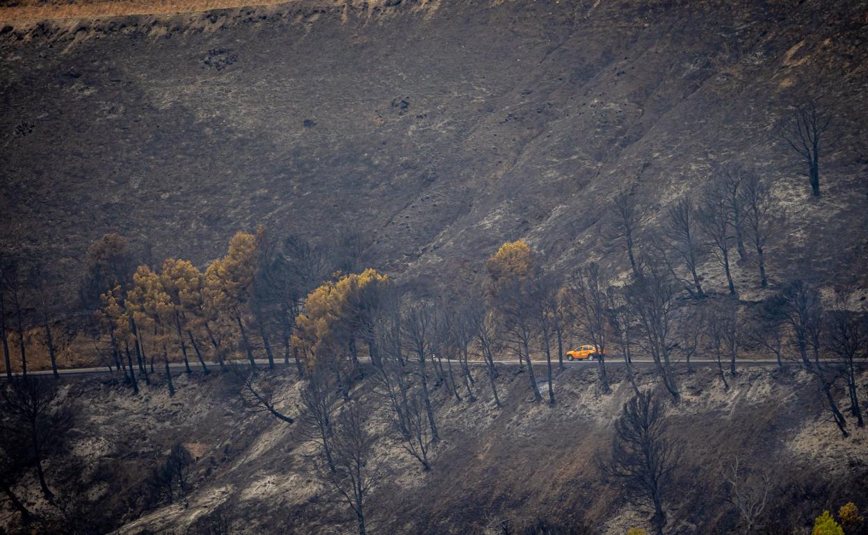 Zona quemada en Los Guájares.
