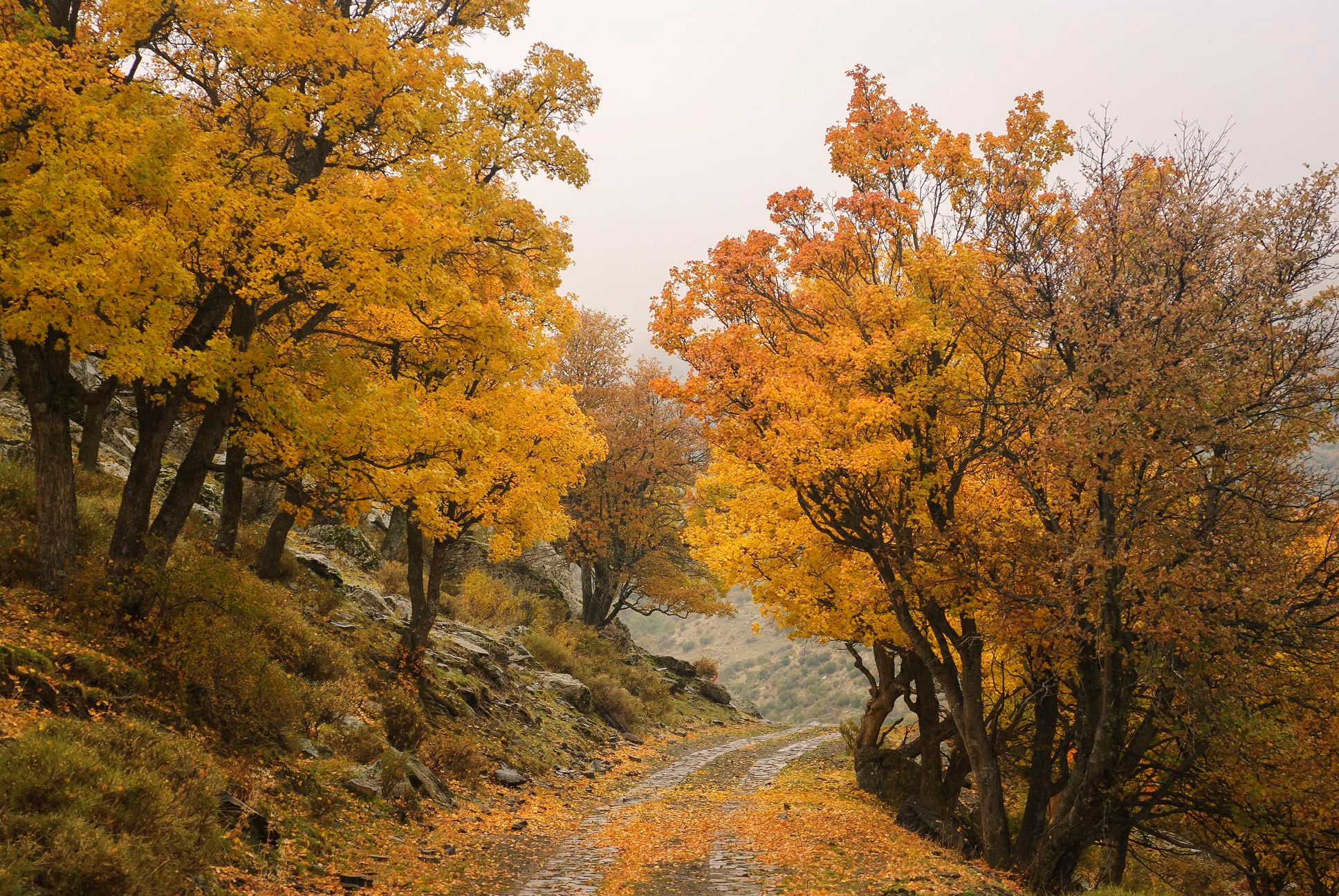 Camino al 'Bosque Encantado'