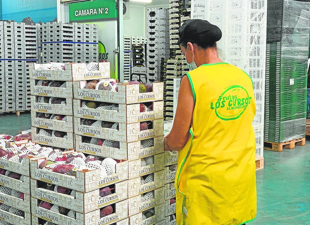 Mangos de esta campaña en el almacén de frutas Los Cursos en Almuñécar.