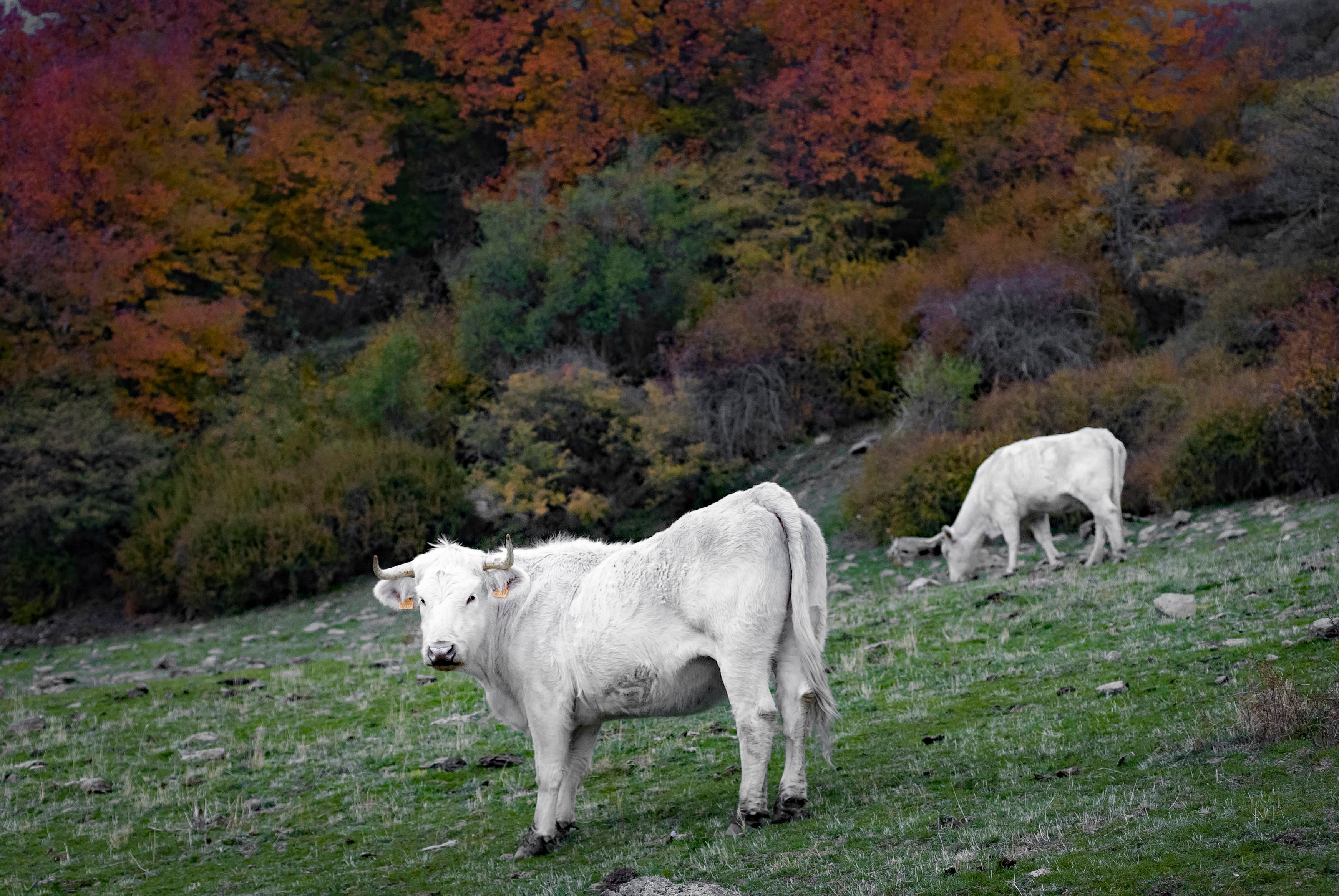 Imagen secundaria 2 - Colores, tentadero y ganado en el camino al Bosque encantado. 