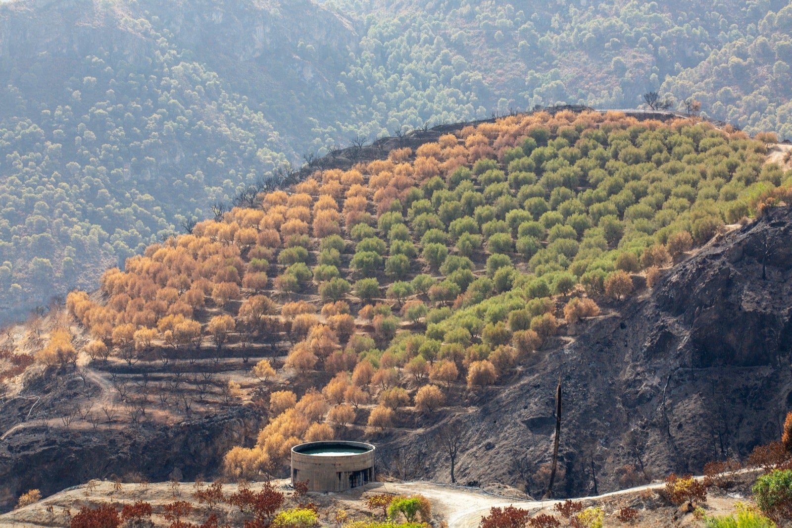 Así ha quedado la zona de Los Guájares tras el gran incendio