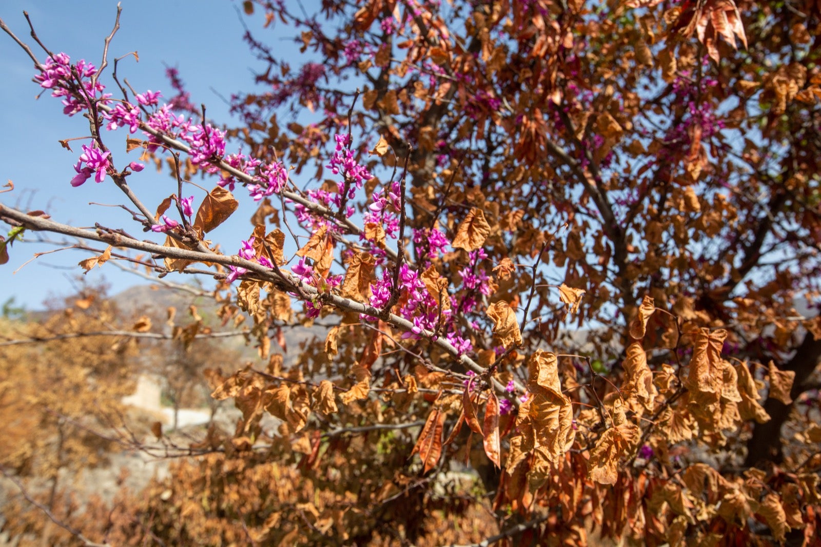 Así ha quedado la zona de Los Guájares tras el gran incendio