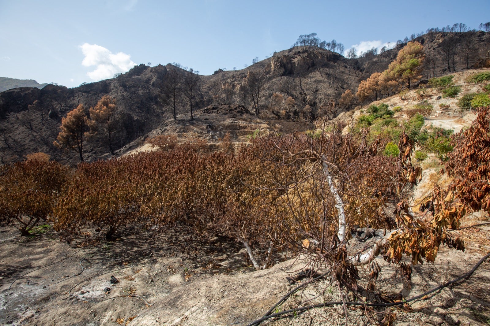 Así ha quedado la zona de Los Guájares tras el gran incendio