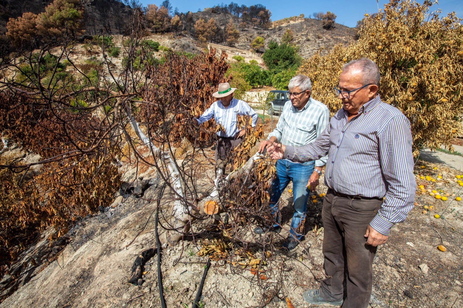 Así ha quedado la zona de Los Guájares tras el gran incendio