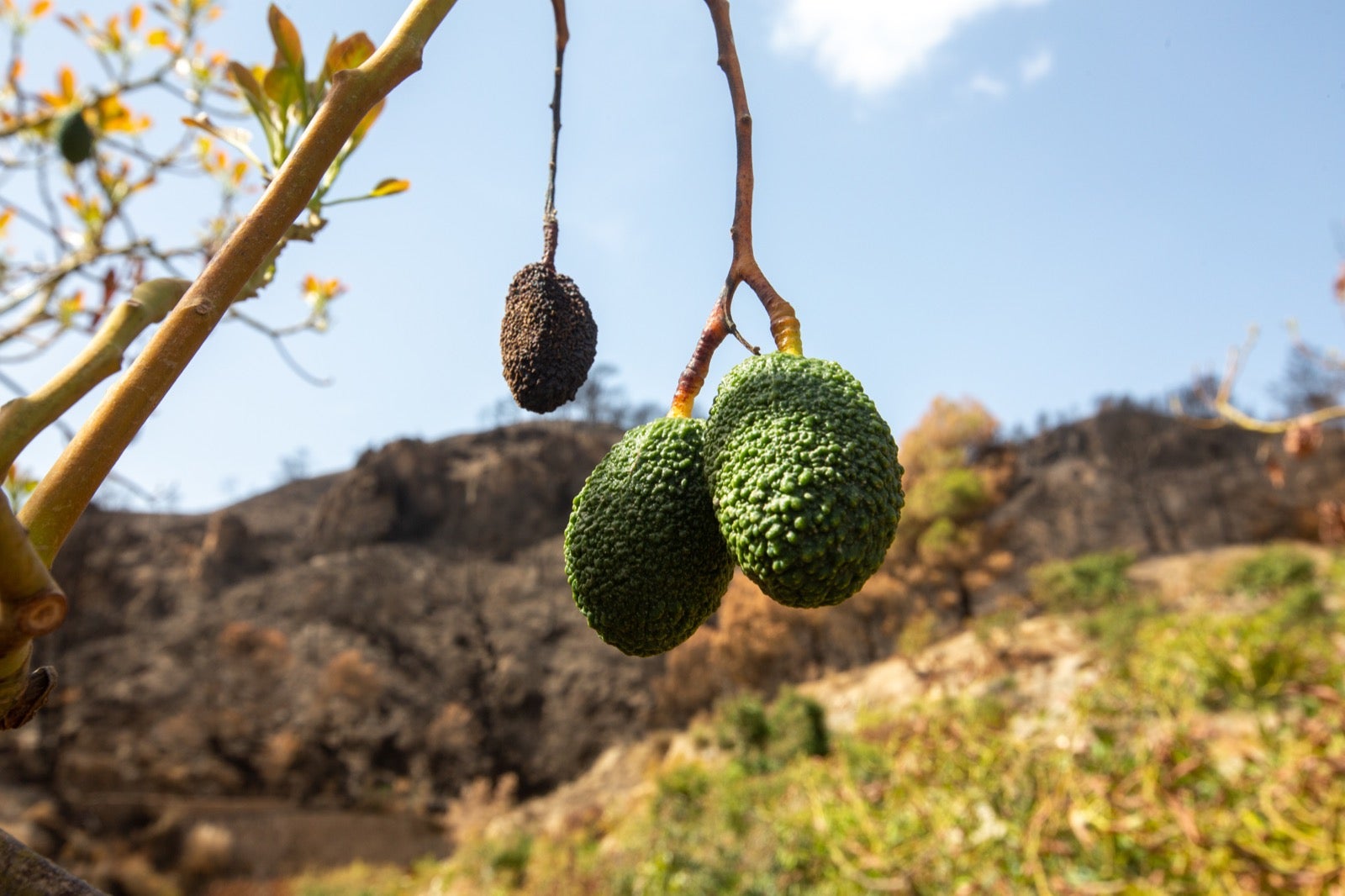 Así ha quedado la zona de Los Guájares tras el gran incendio