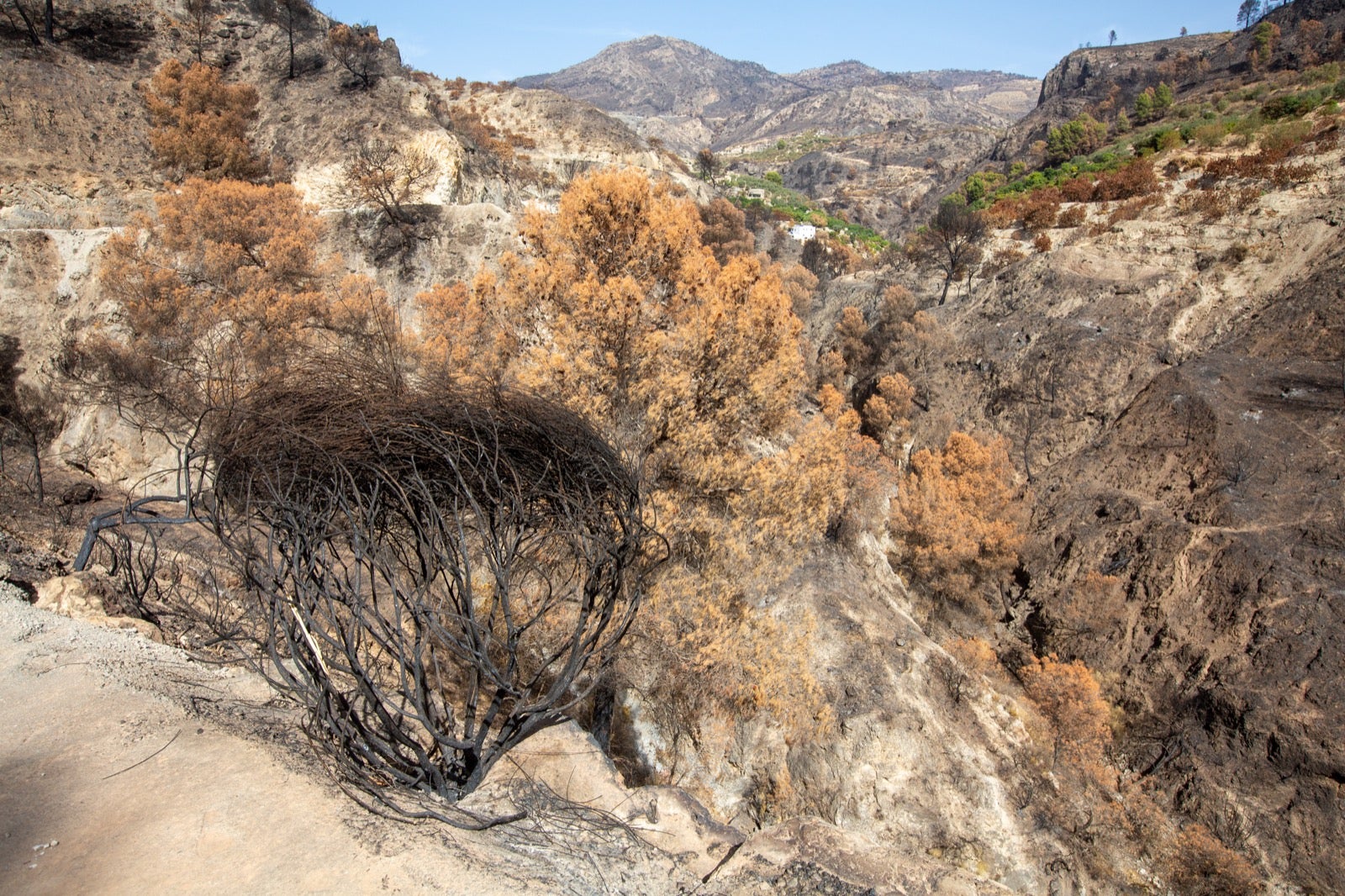 Así ha quedado la zona de Los Guájares tras el gran incendio