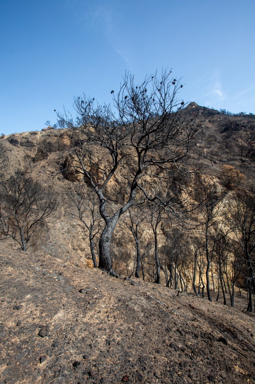 Así ha quedado la zona de Los Guájares tras el gran incendio