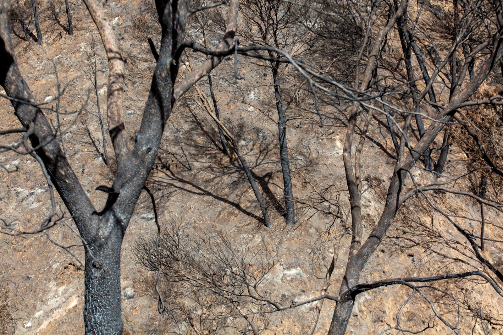 Así ha quedado la zona de Los Guájares tras el gran incendio