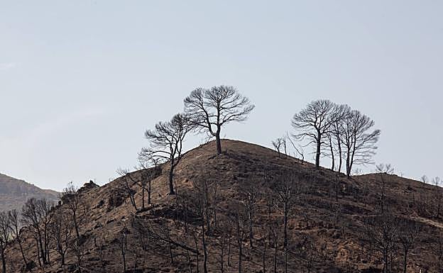 Imagen principal - El paisaje ha quedado destrozado y hay muchos bienes materiales afectados. También hay brotes verdes, como los de los cañaverales silvestres.