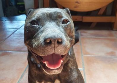 Imagen secundaria 1 - La familia pide ayuda para recuperar a Shelby.