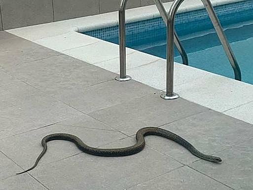 La Policía Local capturó a una serpiente de gran tamaño en una vivienda de Ogíjares.