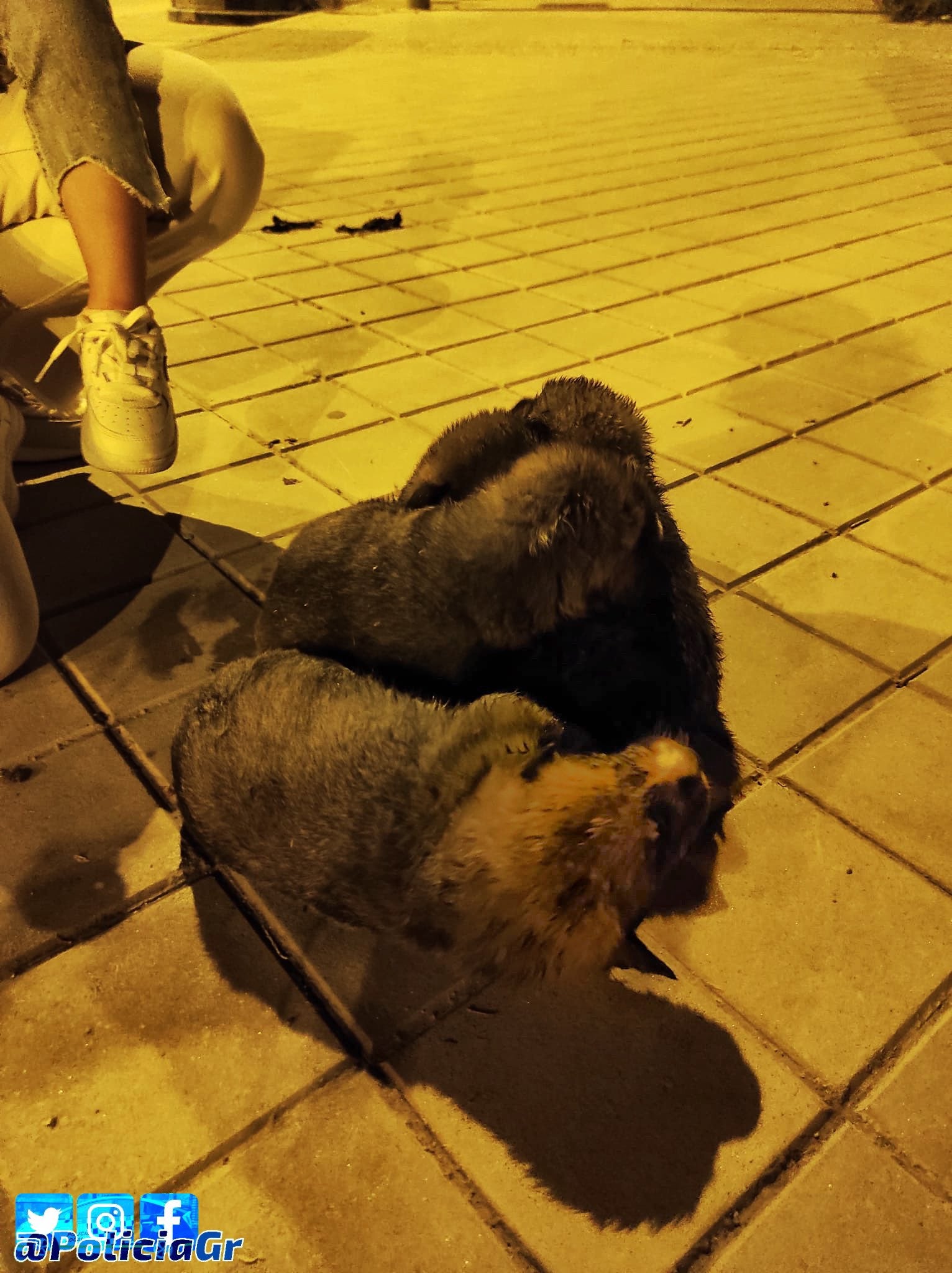Algunos de los cachorros abandonados en la zona Norte. 