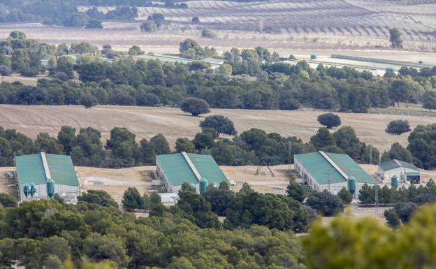 Una macrogranja porcina en la provincia de Granada.