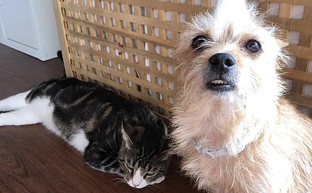 Donete y Bella, siempre juntos. 