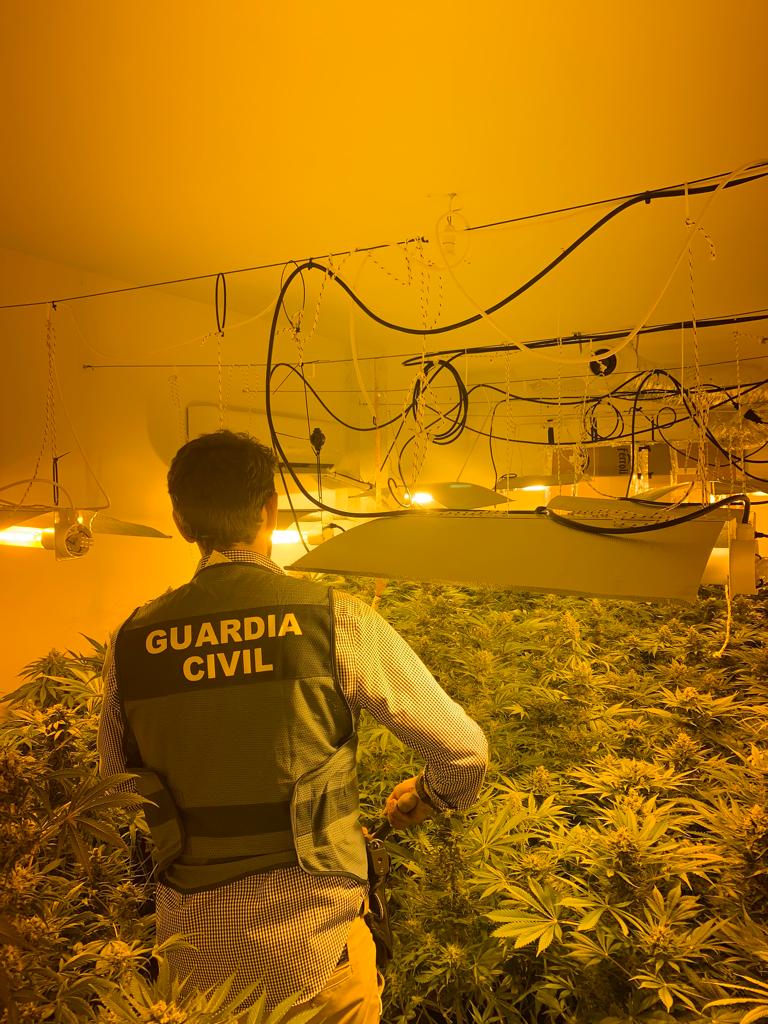 Los agentes han intervenido 17 000 euros en efectivo, una máquina para contar dinero, 105 billetes de lotería, más de 6 000 plantas de cannabis sativa y 4,3 kilos de marihuana dispuesta para la venta 