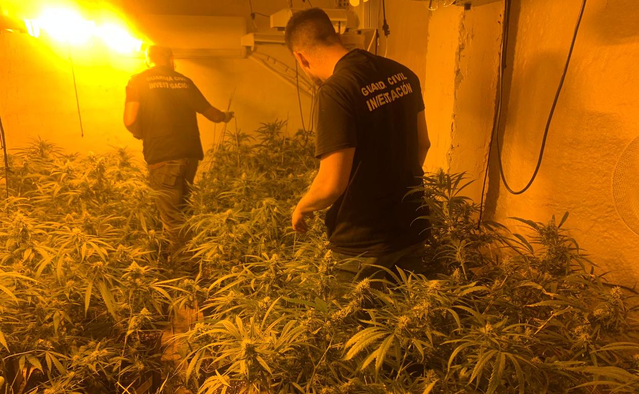 Descubren 65 viviendas enganchadas ilegalmente y 4.000 plantas de marihuana en Atarfe