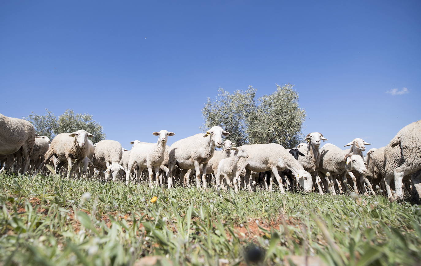 Un rebaño de ovejas pasta en un punto de la provincia de Granada.