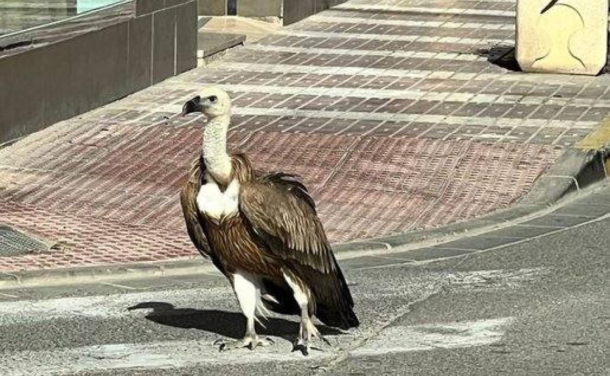 Imagen de un usuario en Twitter sobre el buitre desorientado en Adra.