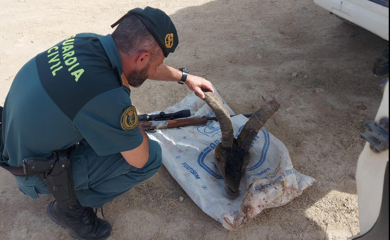 Cabeza de cabra montés recuperada