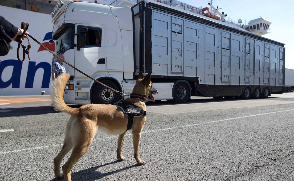 Habrá una nueva prueba de sociabilidad para perros. 