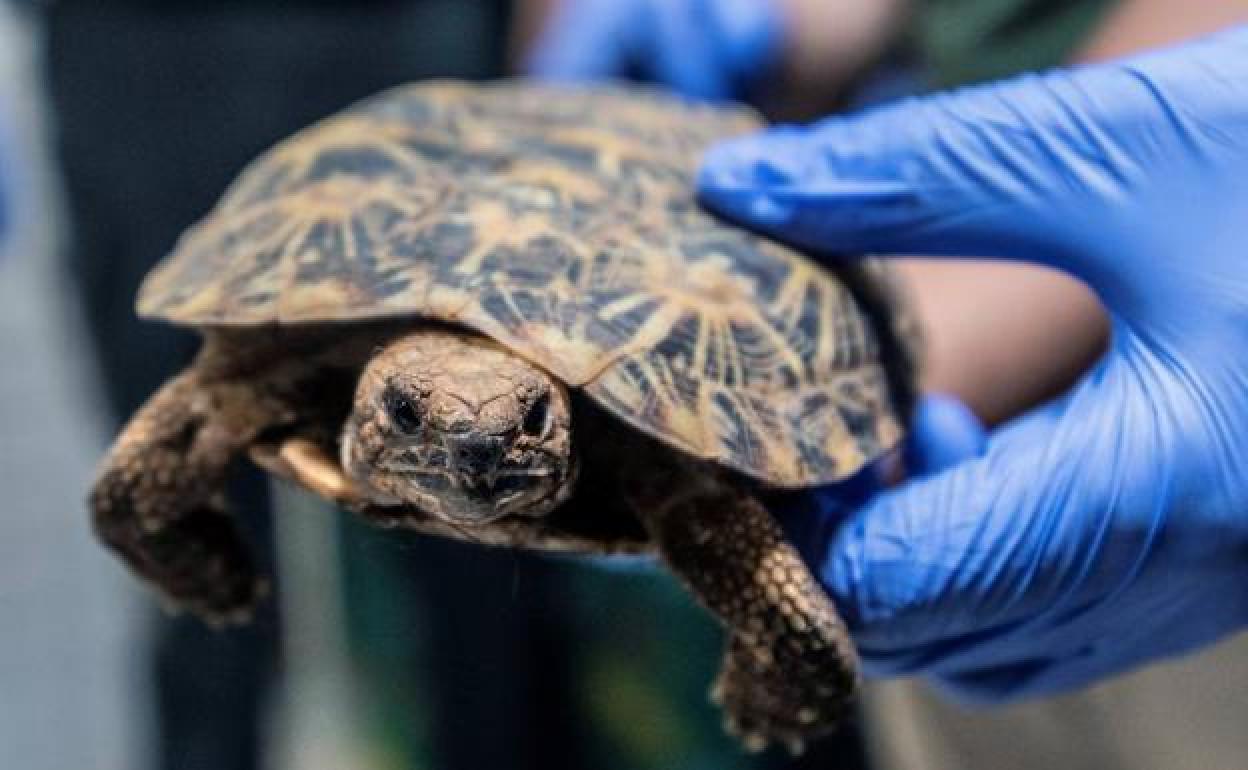 Tortugas, periquitos y otros animales que no podrán ser domésticos a partir de ahora.