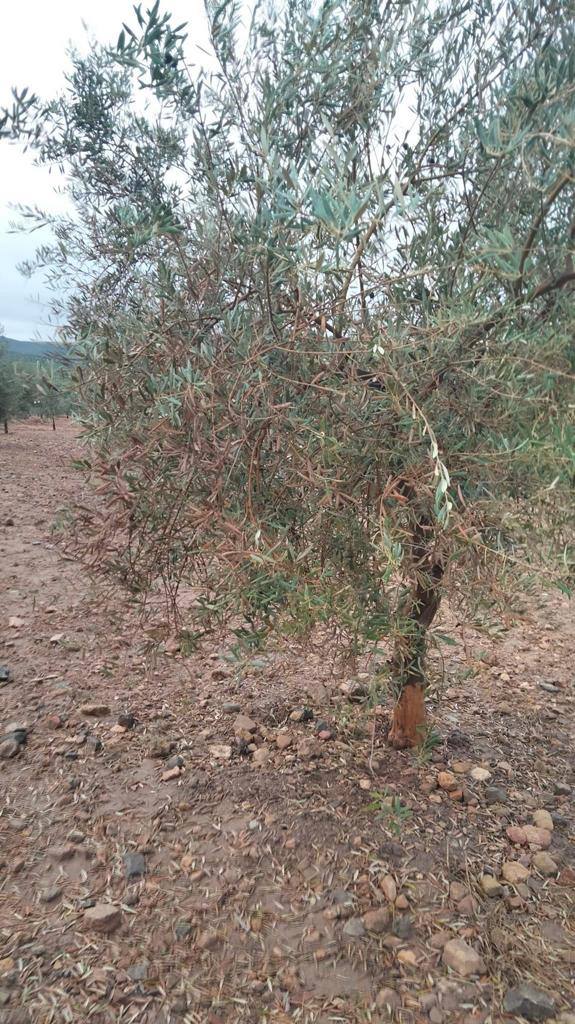 Olivos después de recogerlos en una imagen cedida por la organización agraria. 