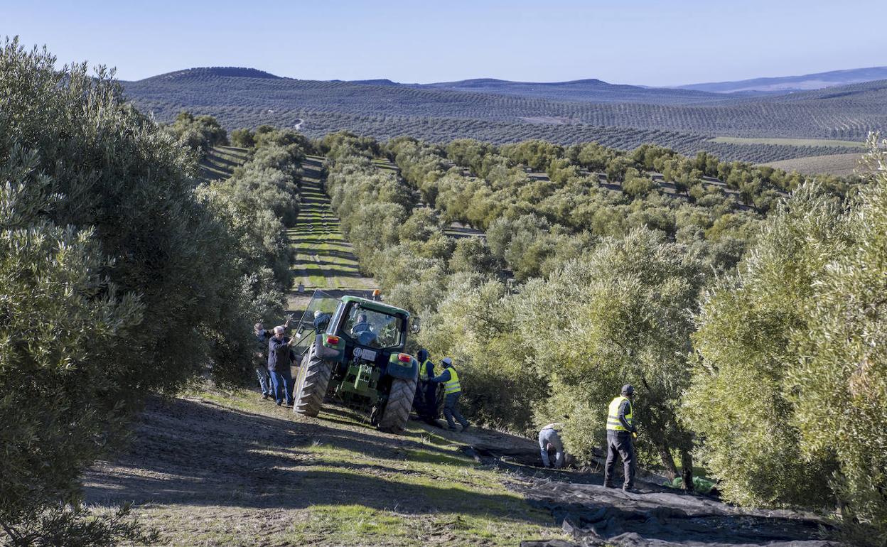 Trabajadores del campo recogiendo la aceituna en la provincia durante esta campaña. 