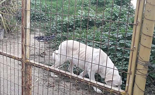 El otro de los mastines que estaban en el interior de la parcela. 