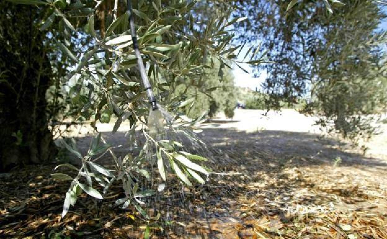 Sistema de regadío en el olivar jienense en la lucha contra la sequía para salvaguardar el cultivo. 