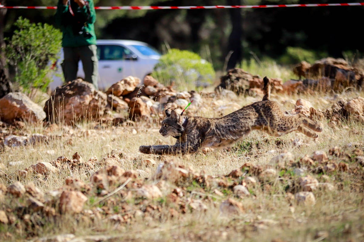 La Junta pone en libertad a dos machos y tres hembras para repoblar la Sierra de Arana