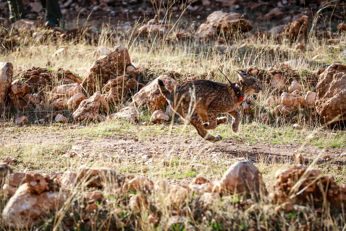 La Junta pone en libertad a dos machos y tres hembras para repoblar la Sierra de Arana